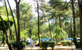 Happy Camping Spring